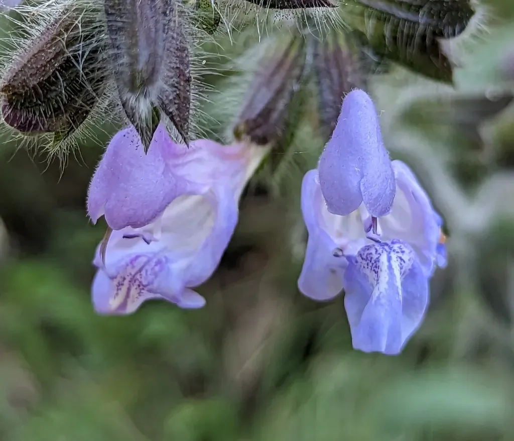 Turkish Cliff Sage