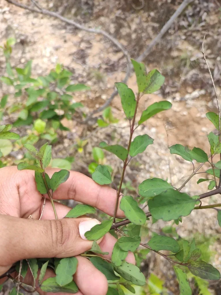 Porophyllum Punctatum
