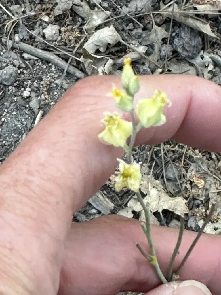 Laguna Mountains Jewelflower
