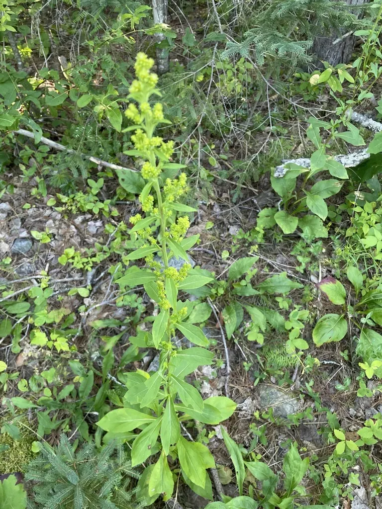 Squarrose Goldenrod