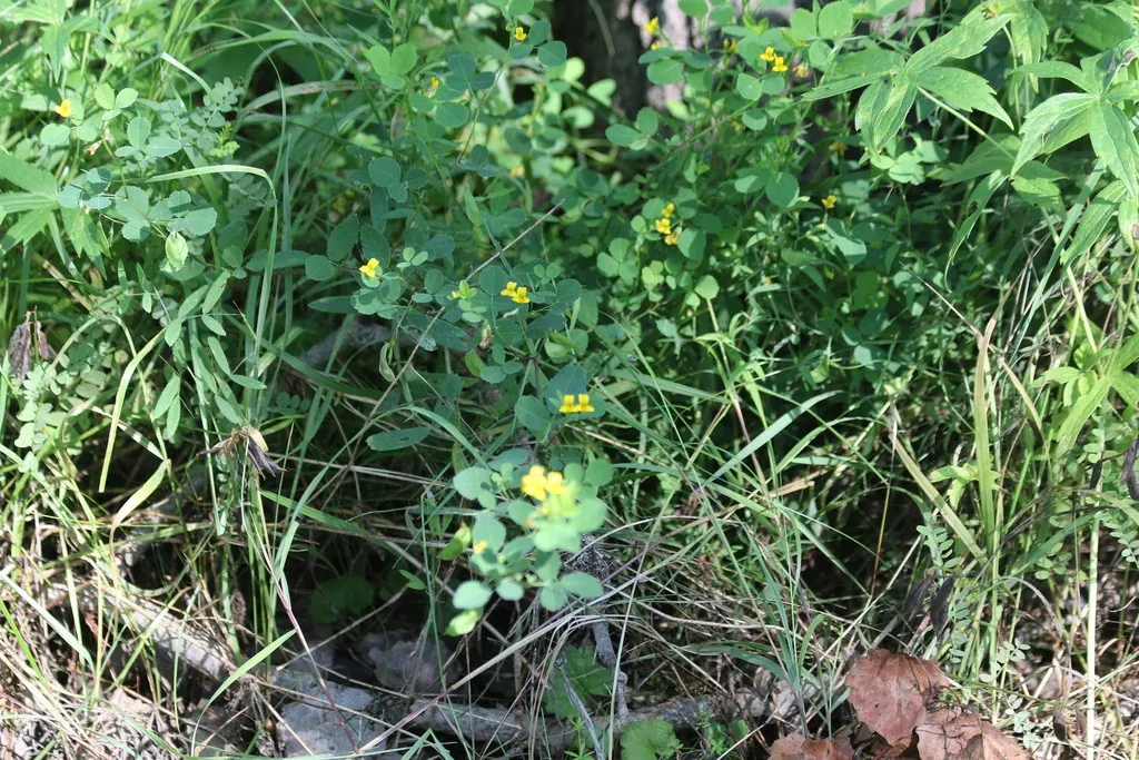 Medicago Platycarpos