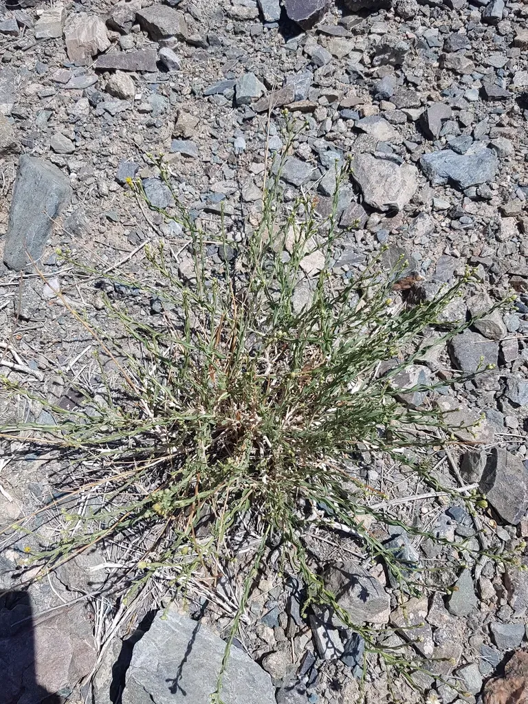 Asterothamnus Centrali-asiaticus