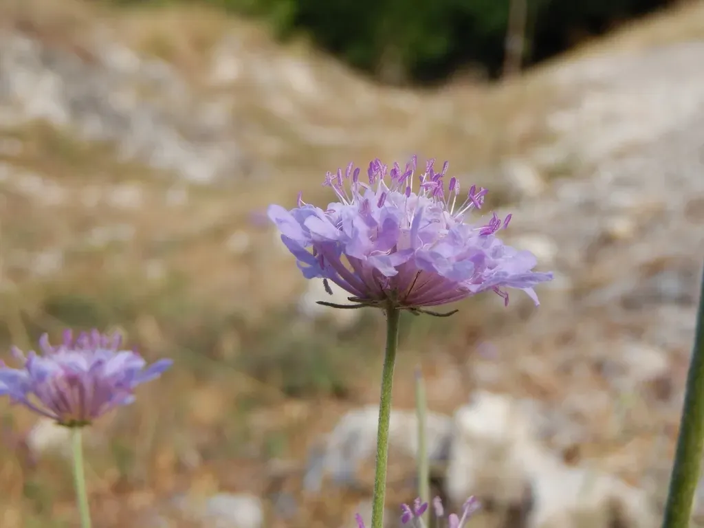 Scabiosa Uniseta