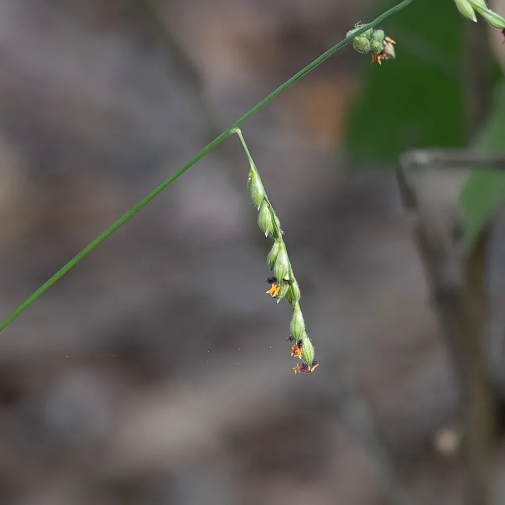 Urochloa Pubigera