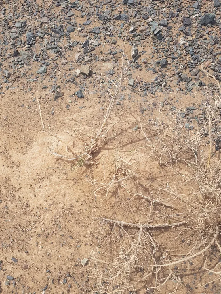 Zygophyllum Xanthoxylon