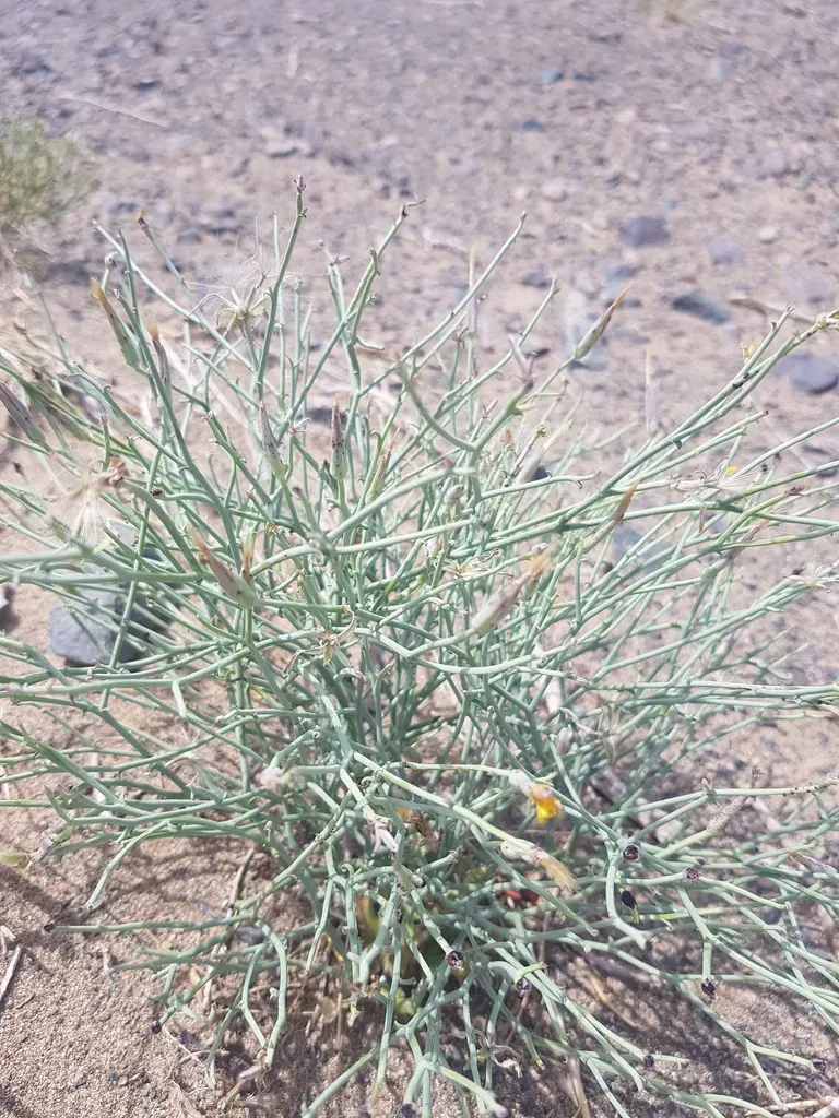 Takhtajaniantha Pseudodivaricata