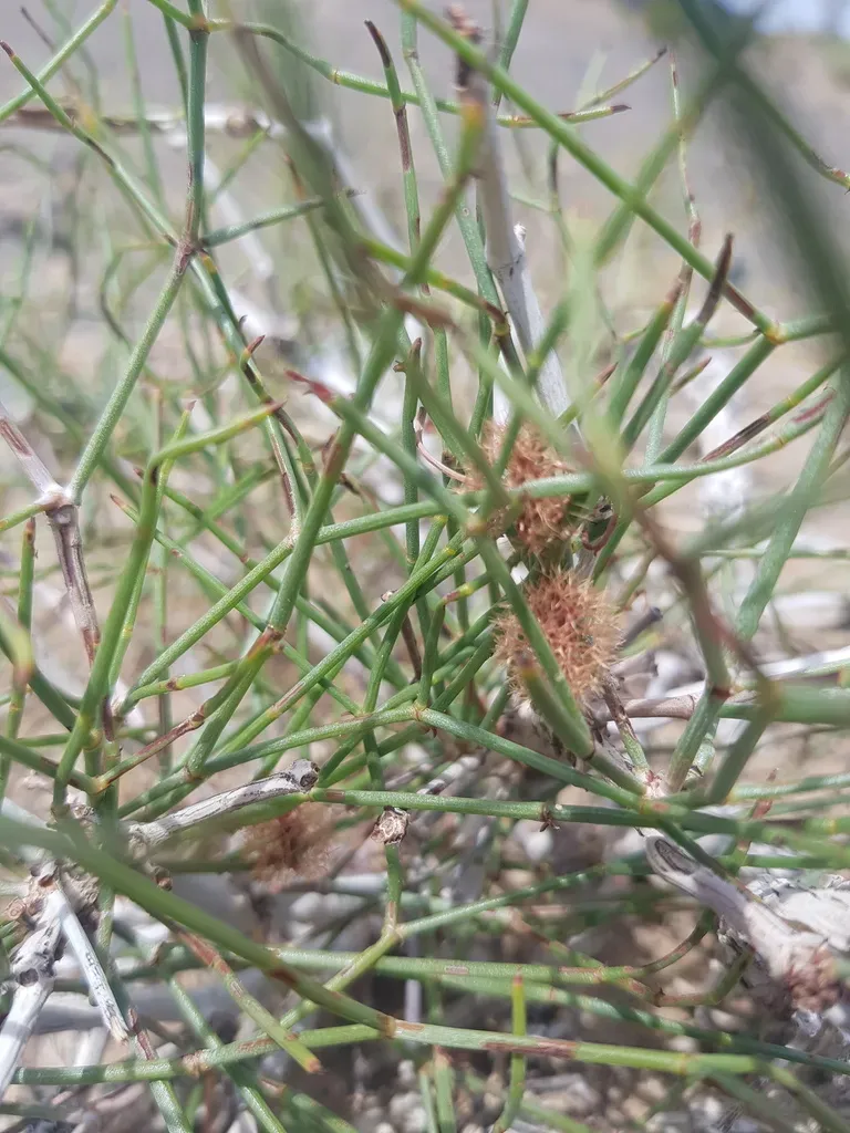Calligonum Ebinuricum