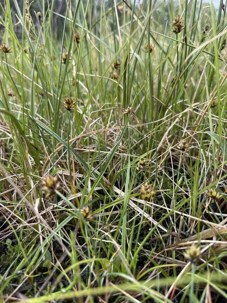 Curved Sedge