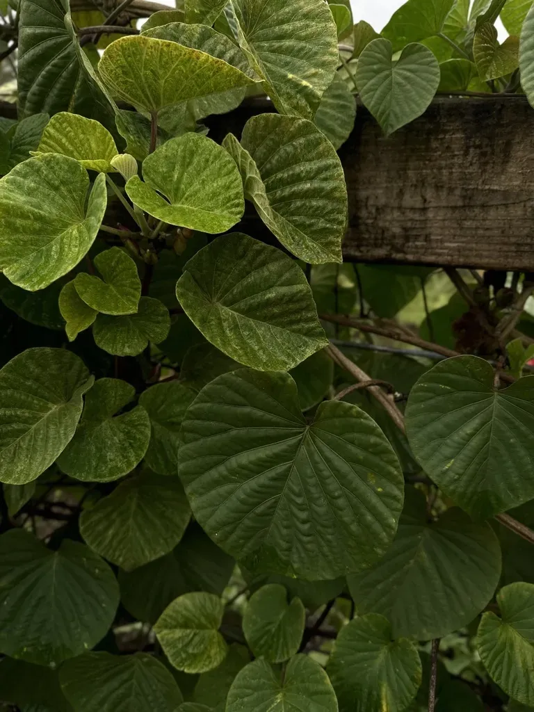 Hawaiian Sunset Vine