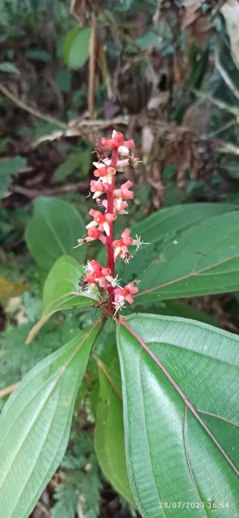 Miconia Nervosa