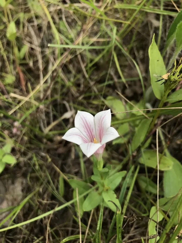 Alabama Indian Pink