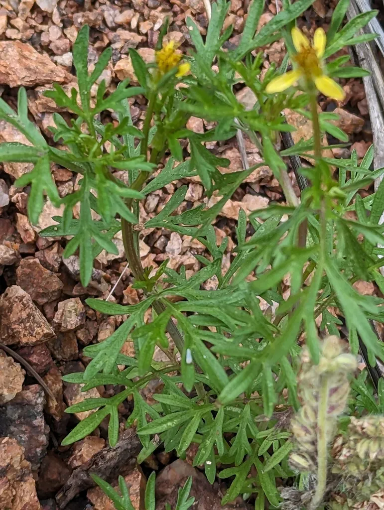 Slimlobe Beggarticks