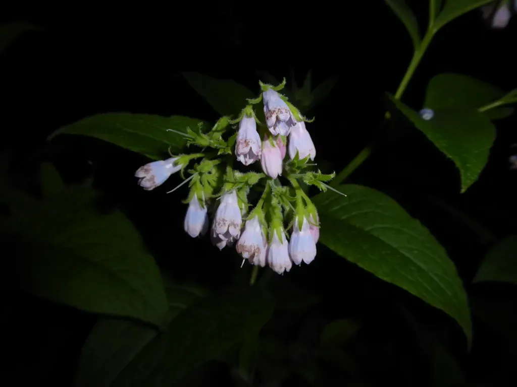 Russian Comfrey