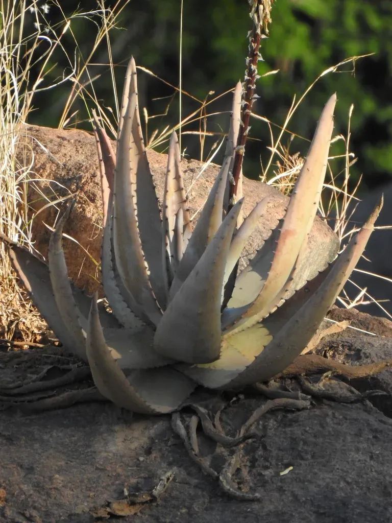 Rock Aloe