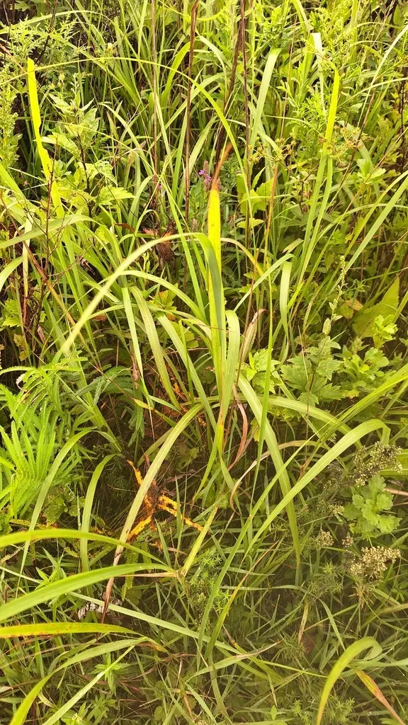 Calamagrostis Extremiorientalis
