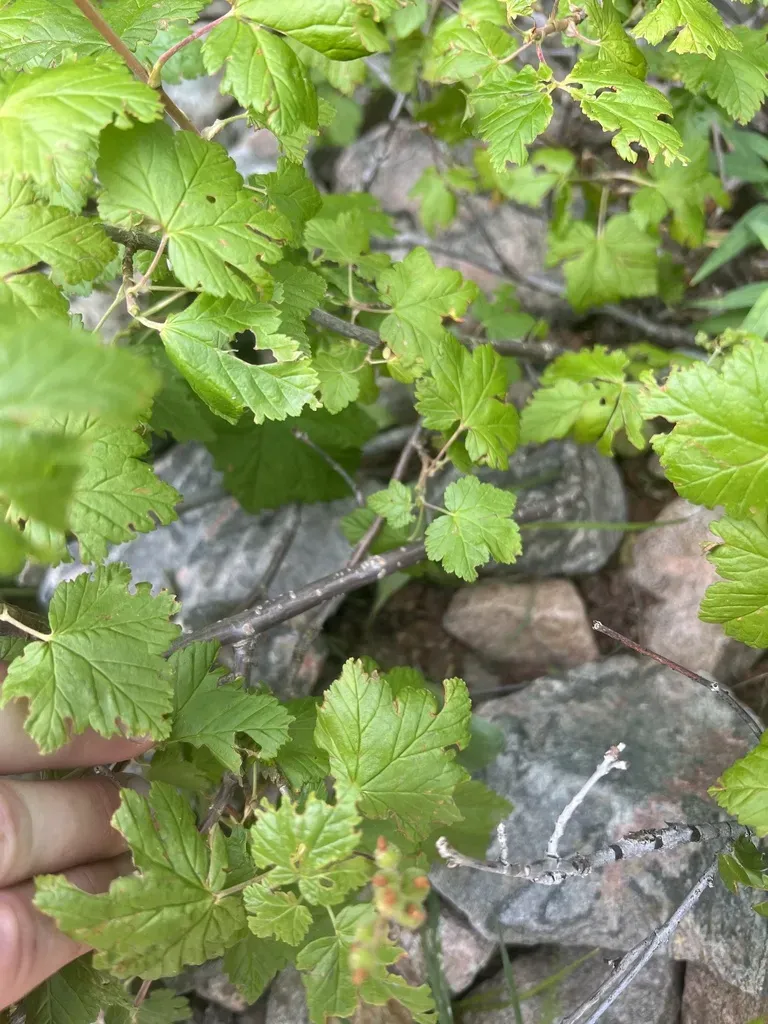 Wolf's Currant