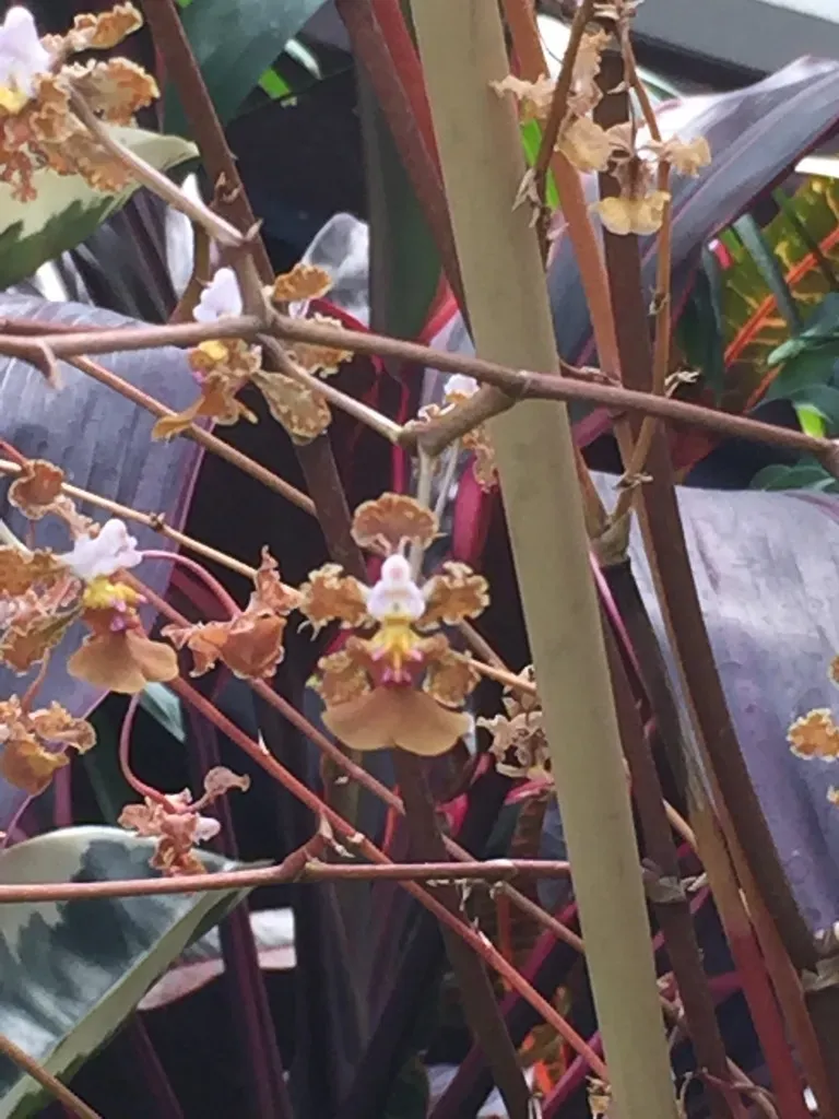 Pale Mule-ear Orchid