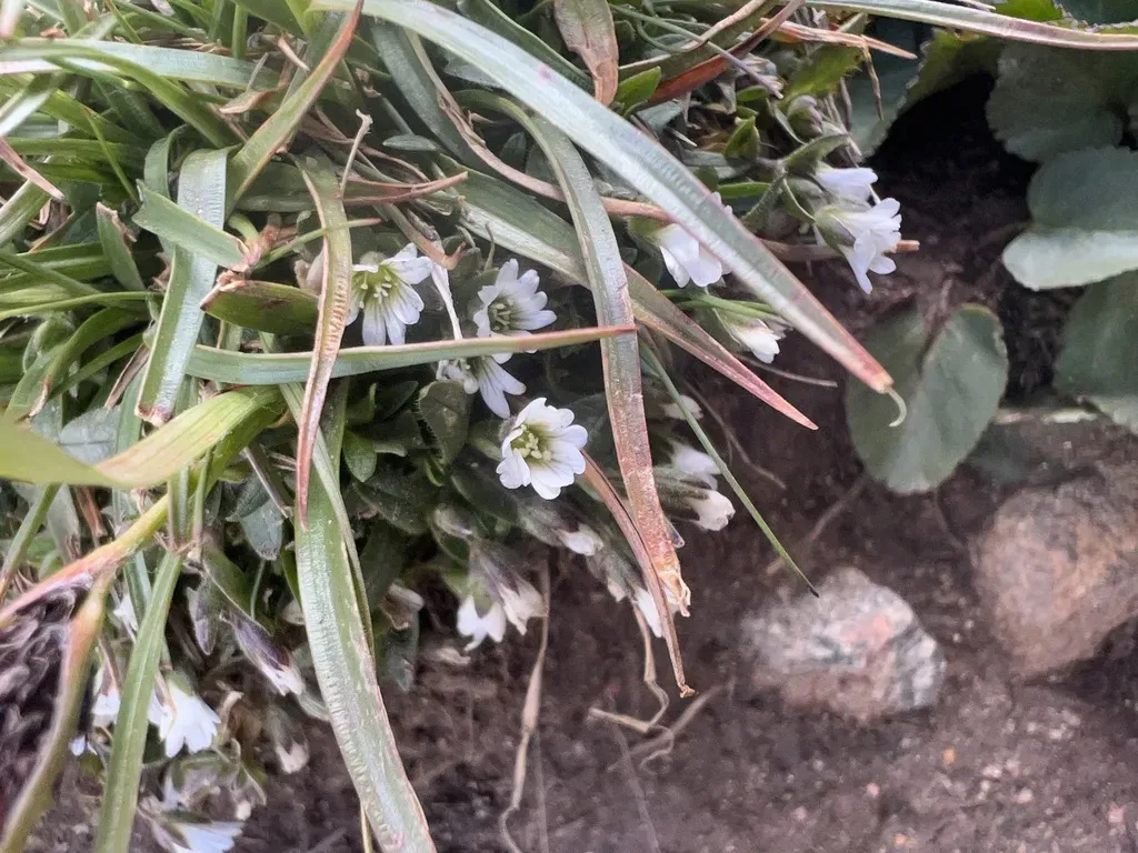 Bering Chickweed