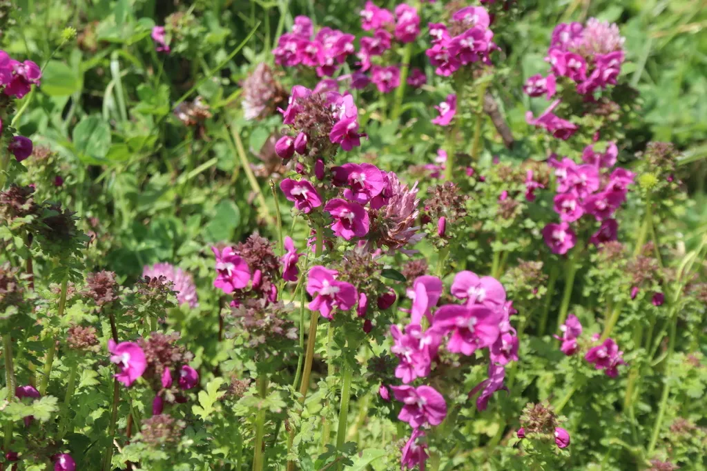 Pedicularis Punctata