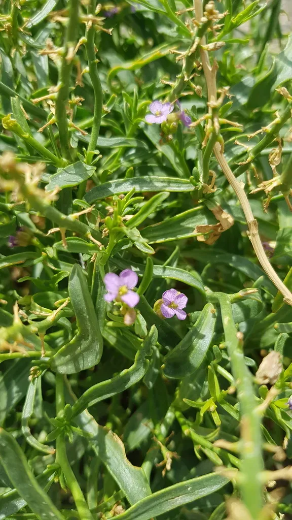 Dontostemon Crassifolius