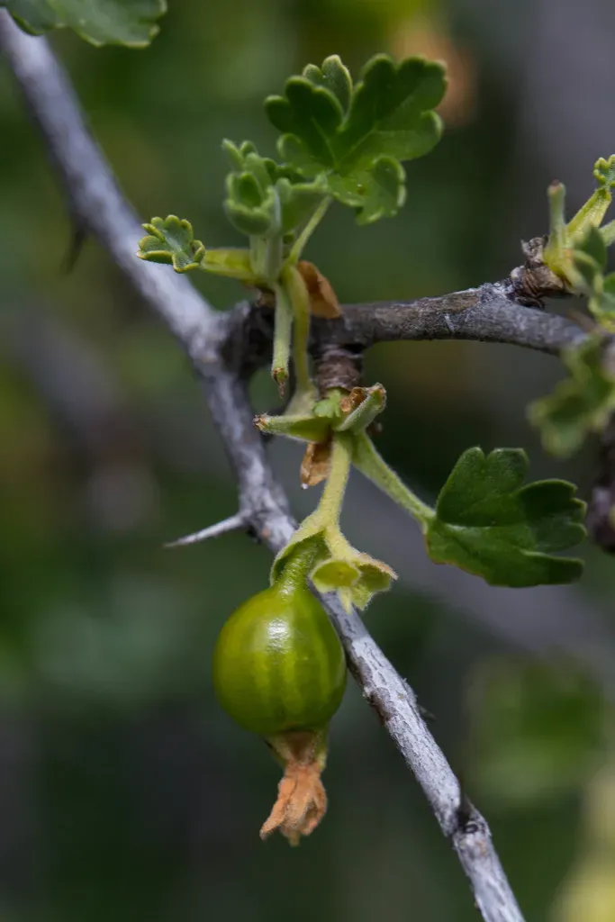 Oak Gooseberry