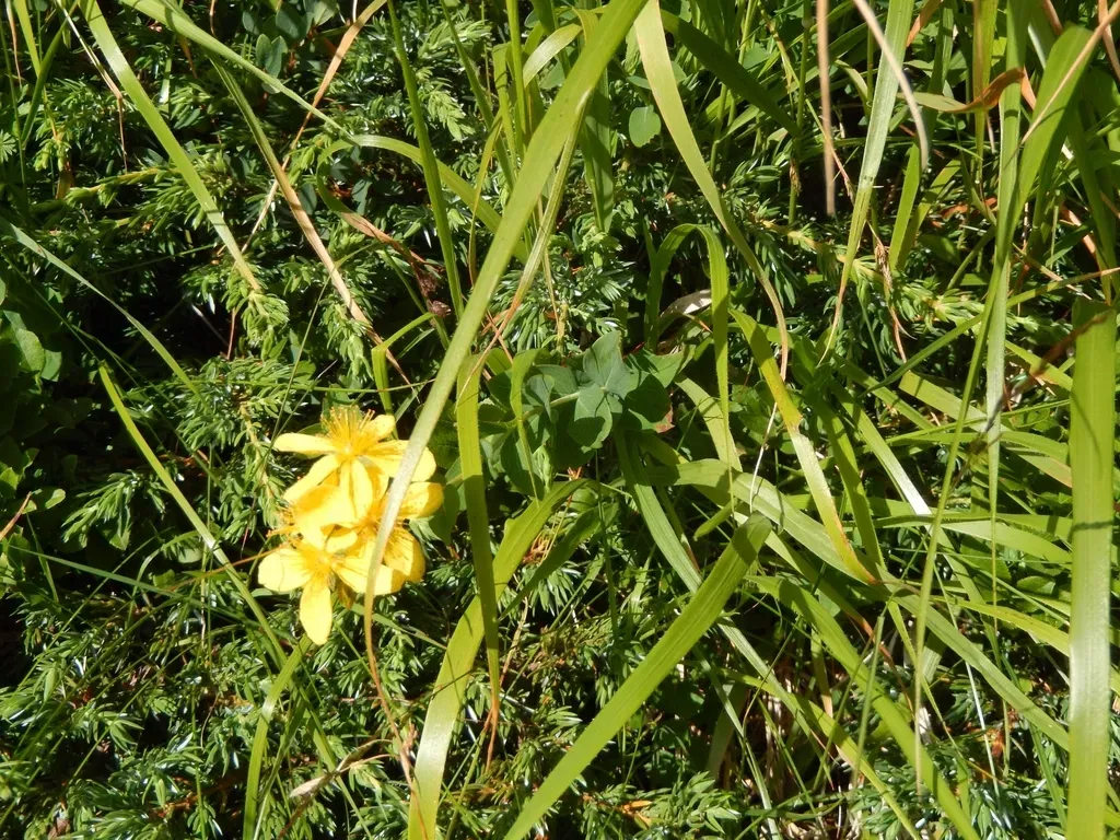 Richer's St. John's Wort