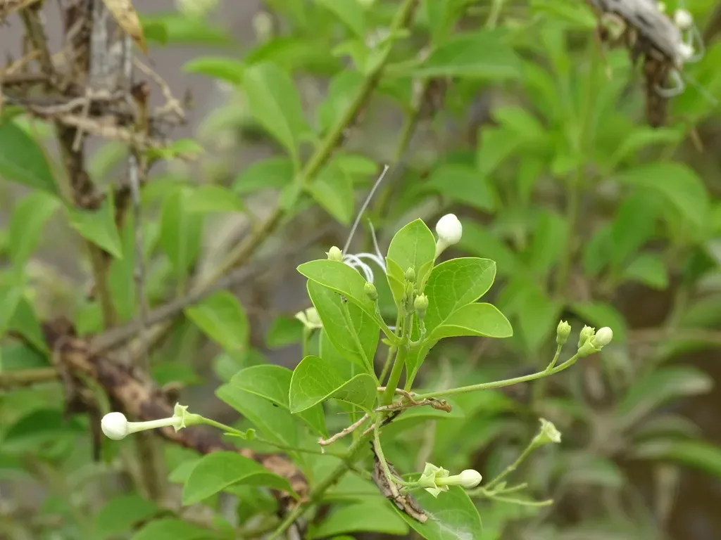 Volkameria Ligustrina
