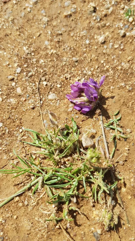 Dwarf Bladder Oxytrope