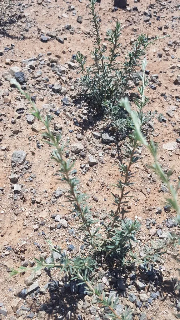 Caragana Stenophylla