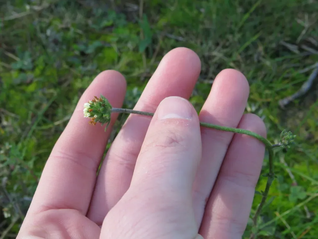 Phyllopodium Capillare