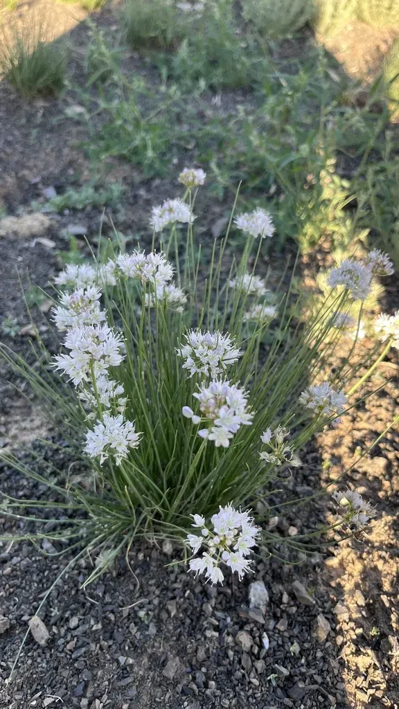 Allium Polyrhizum