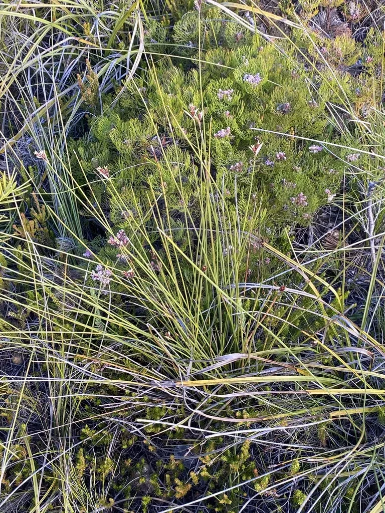 White-awn Pineapplereed