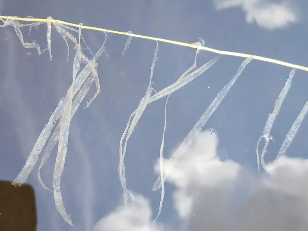 Ribbon-leaf Pondweed