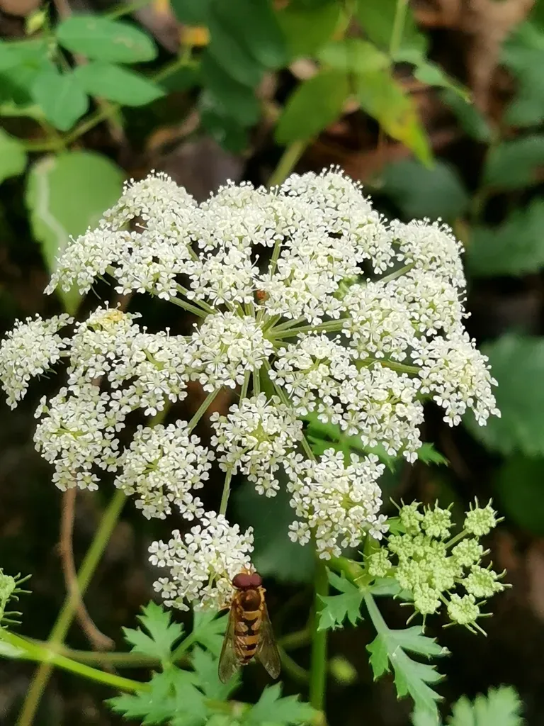 Terebinthaceous Hogfennel