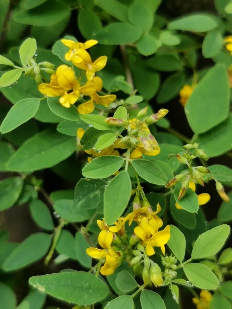 Trigonella Schischkinii