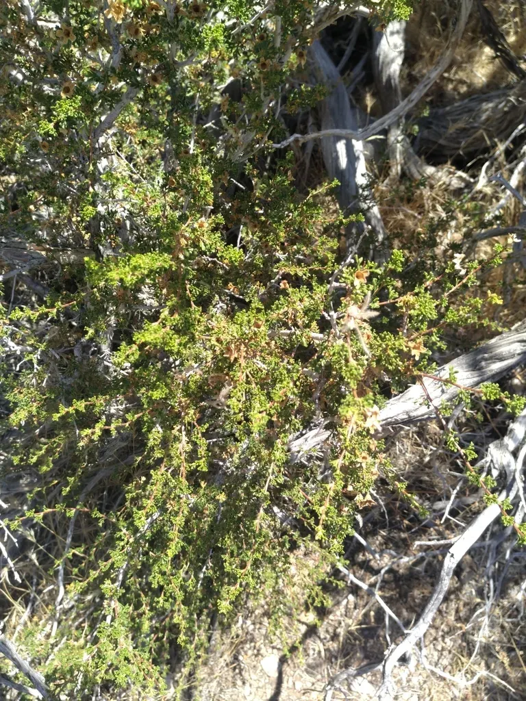 Desert Bitterbrush