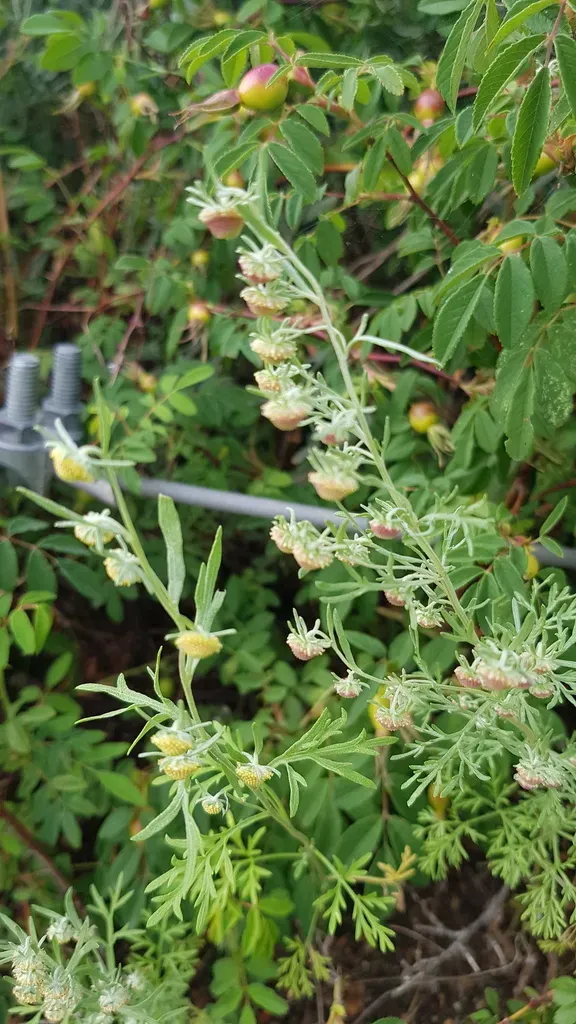 Artemisia Macrocephala
