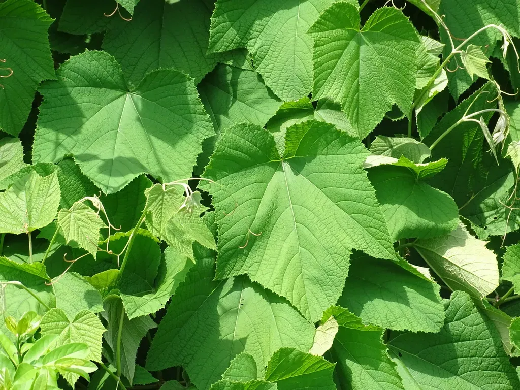 Ampelocissus Mesoamericana