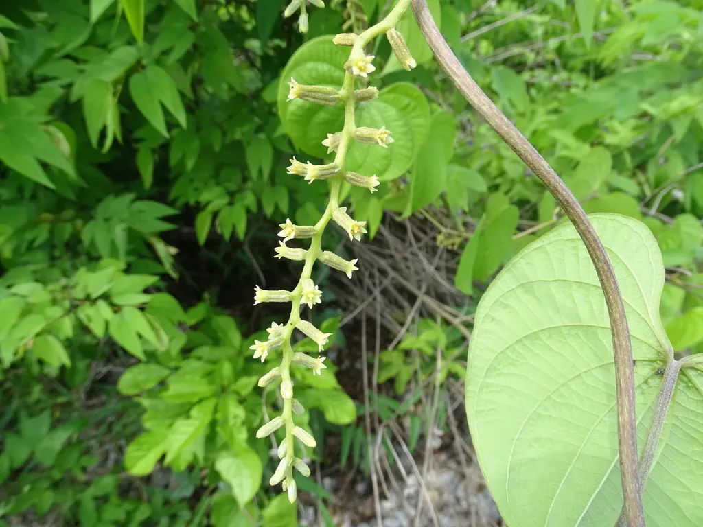 Dioscorea Gomez-pompae