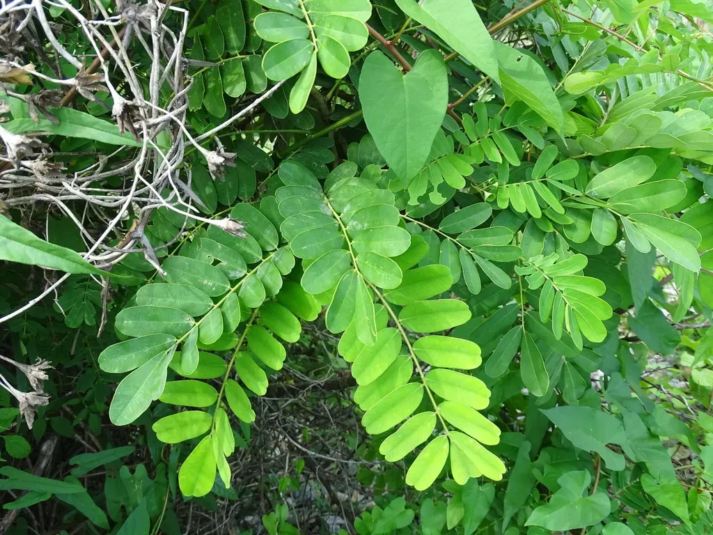 Machaerium Biovulatum