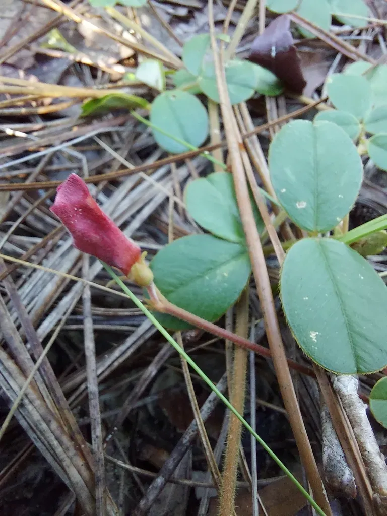 Scurf Hoarypea