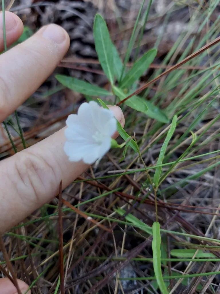 Narrowleaf Dawnflower