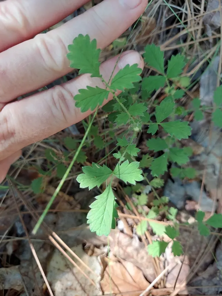 Incised Agrimony