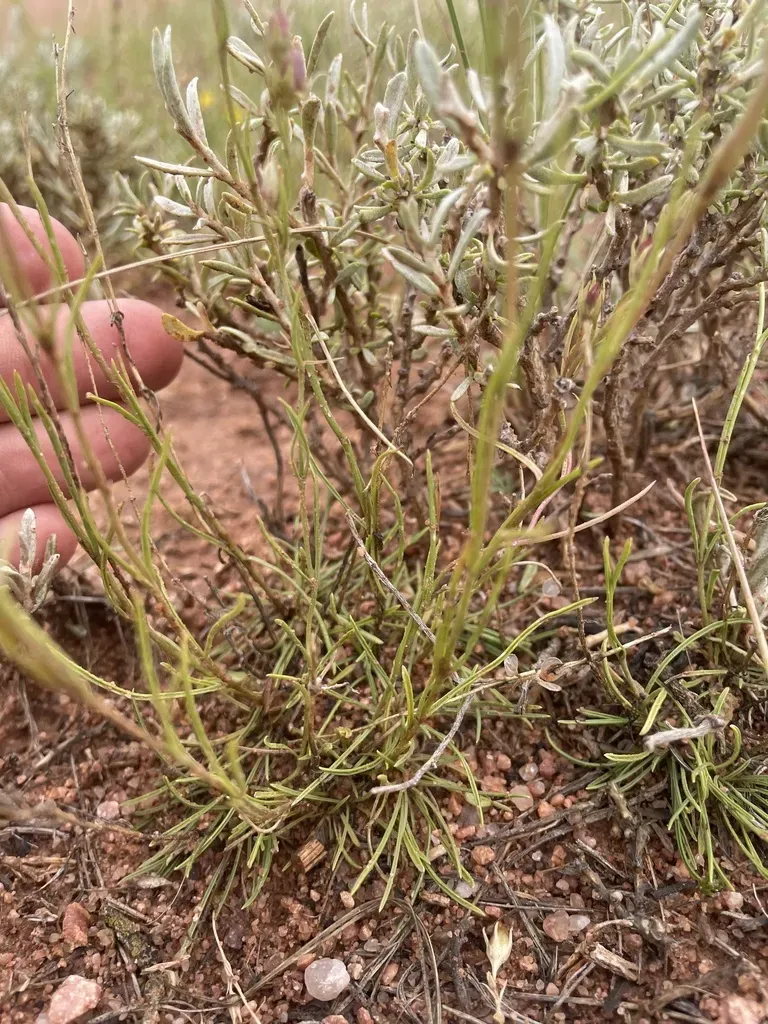 Larchleaf Beardtongue