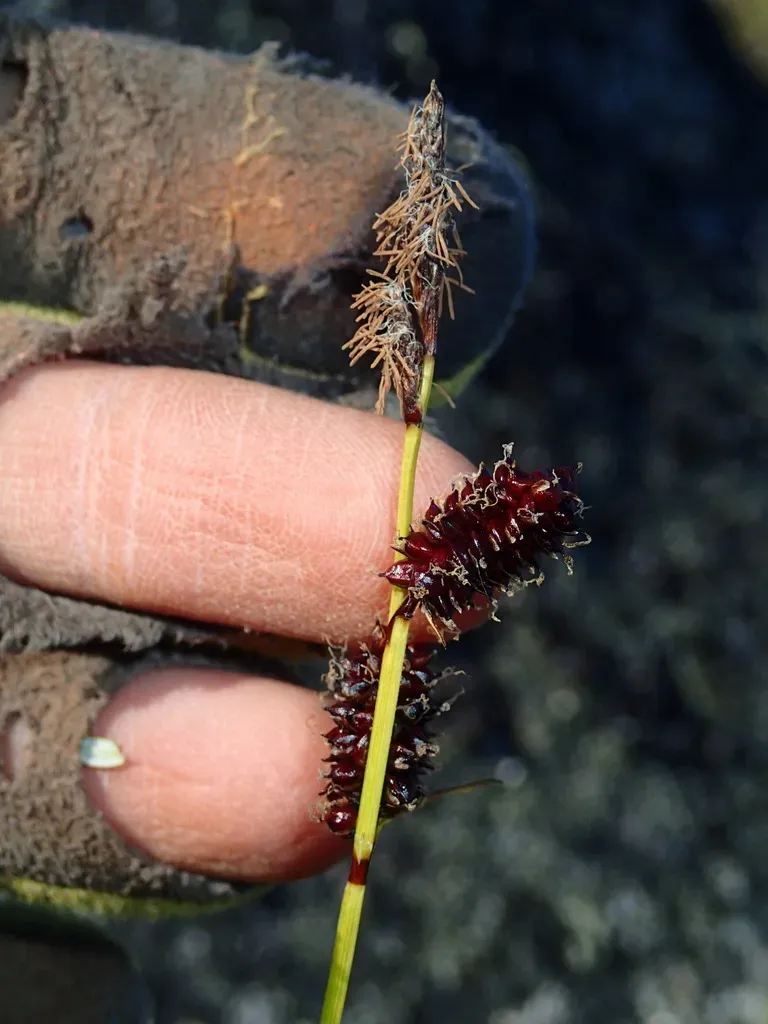 Fragile-seed Sedge