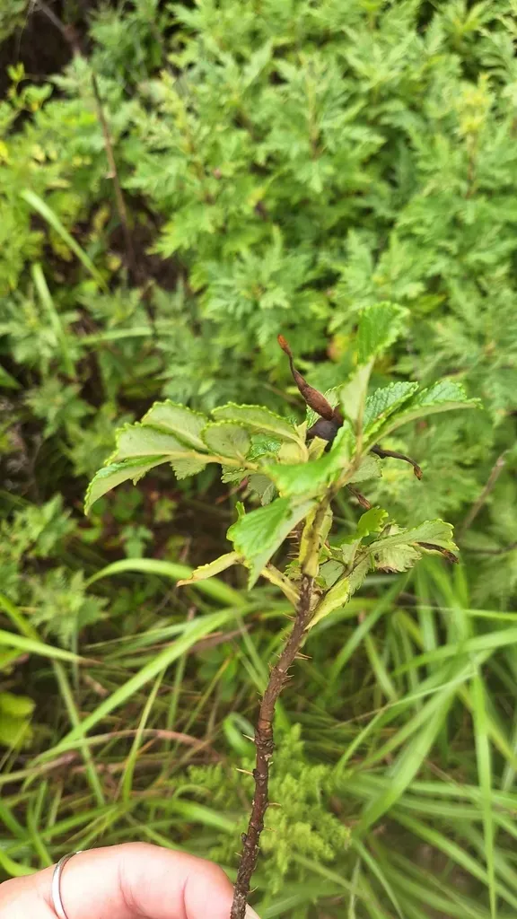 Rosa × Archipelagica