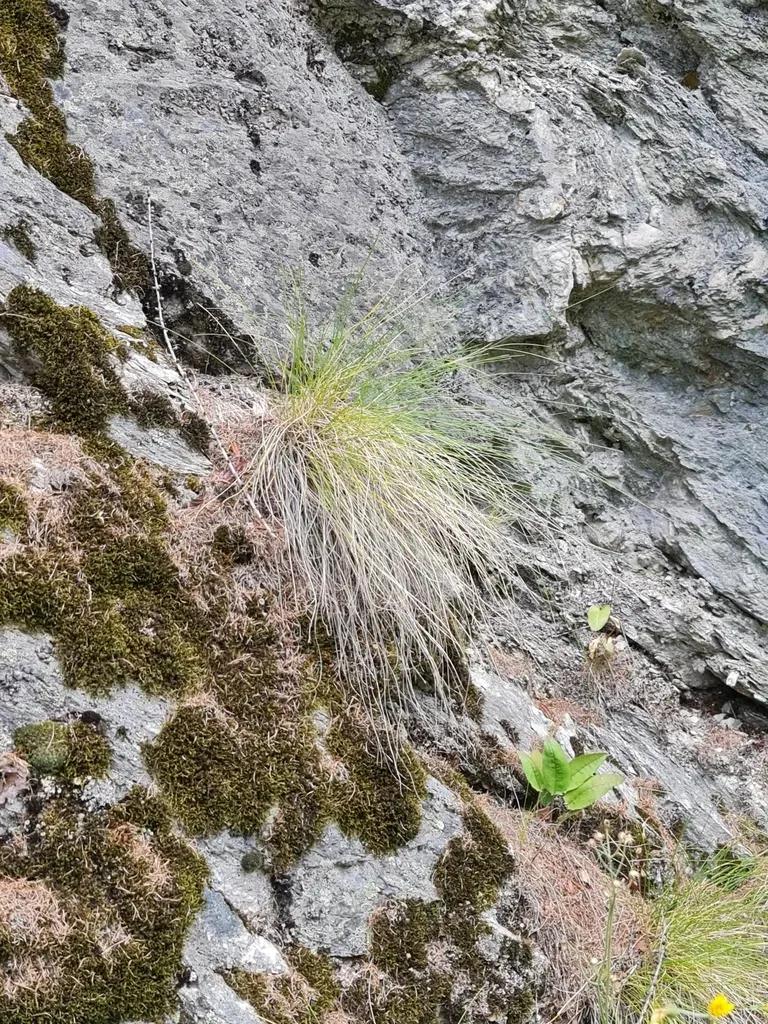 Festuca Acuminata