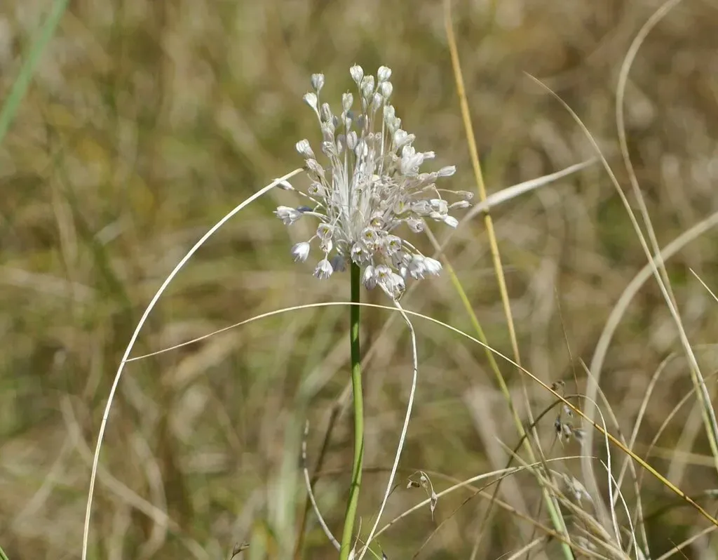 Allium Podolicum