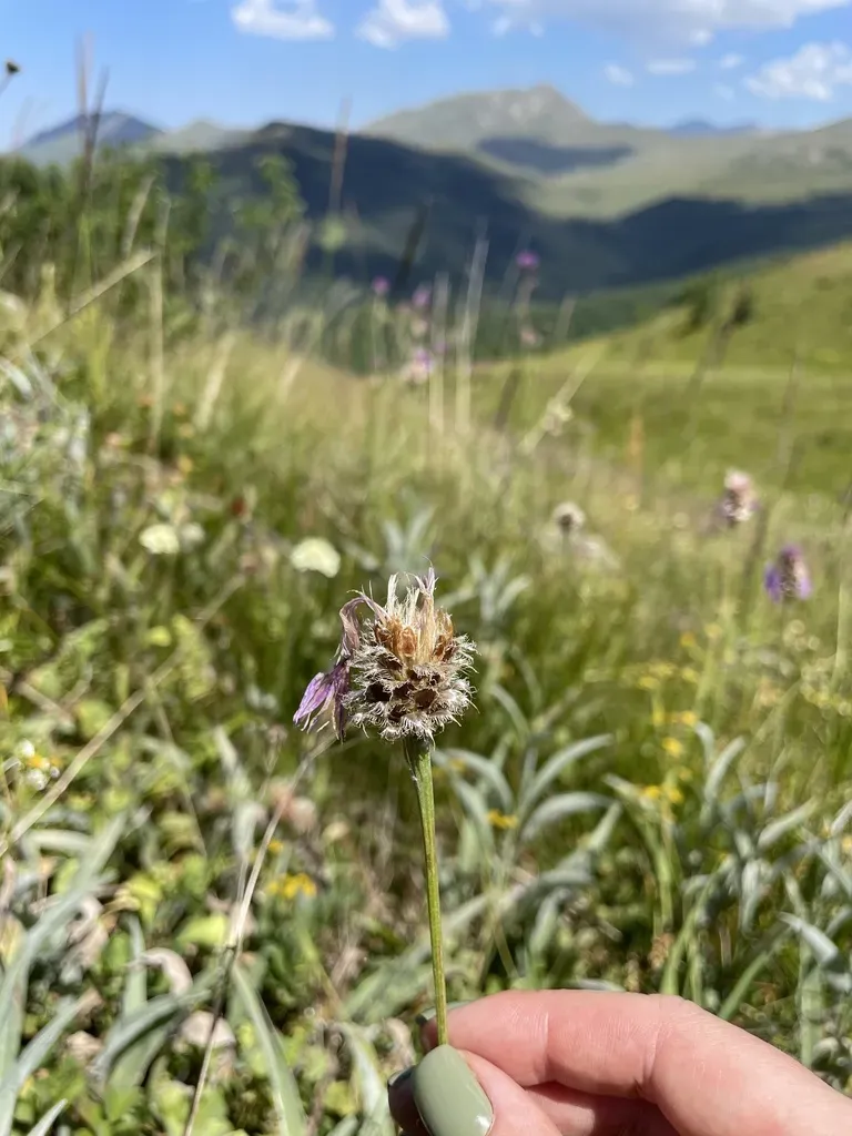 Psephellus Vvedenskii