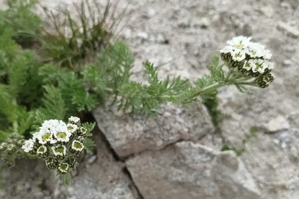 Achillea Multifida